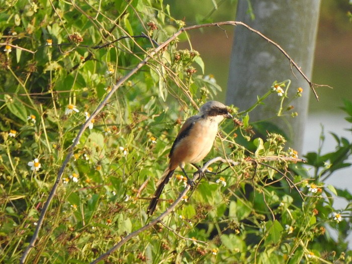 20191119bird 15