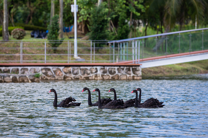 20200604 BlackSwansUIC059