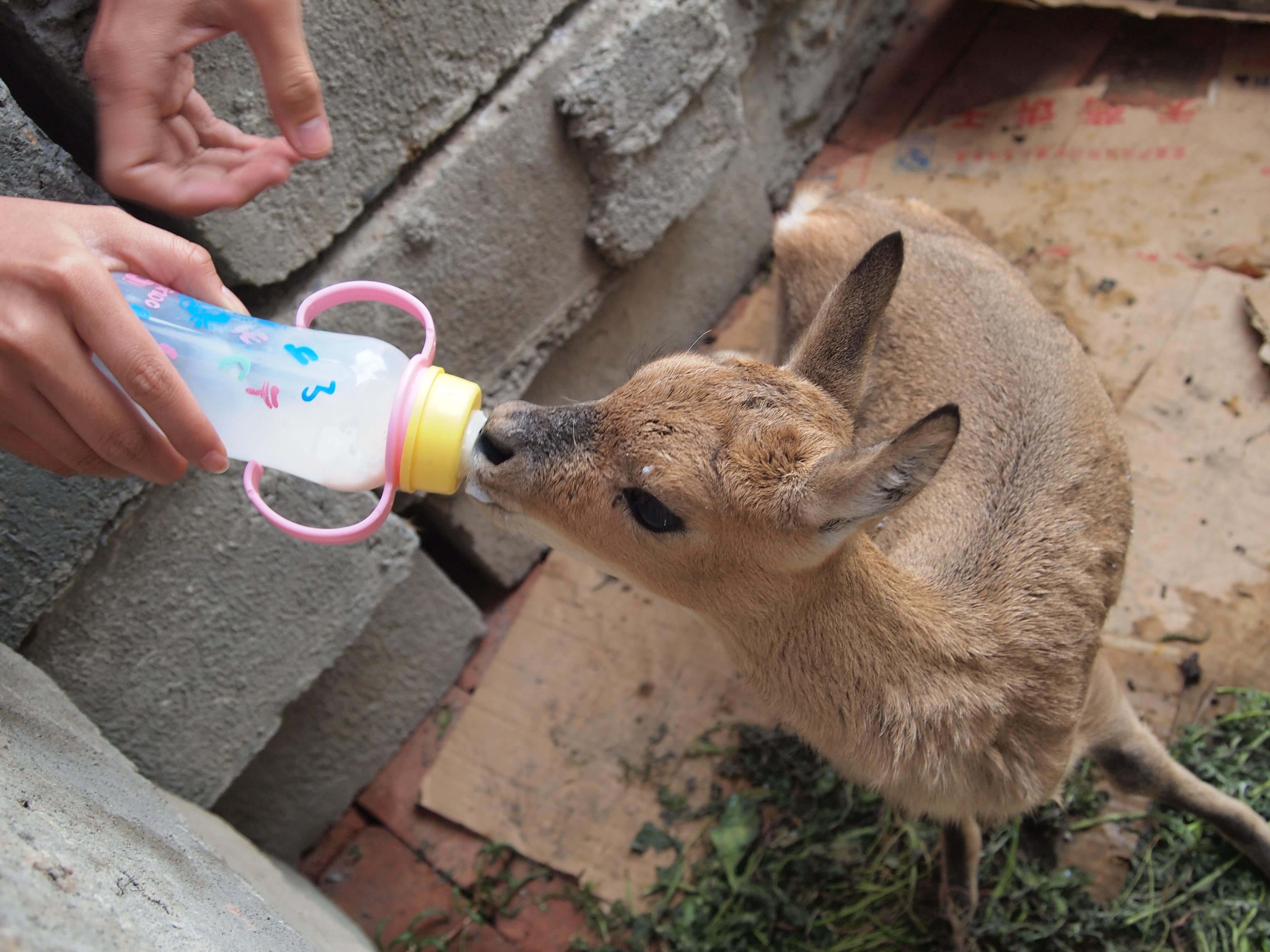 gazelle_rescued.jpg